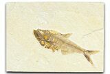 Detailed Fossil Fish (Diplomystus) - Wyoming #367555-1